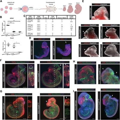 Loss of Foxd4 Impacts Neurulation and Cranial Neural Crest Specification During Early Head Development